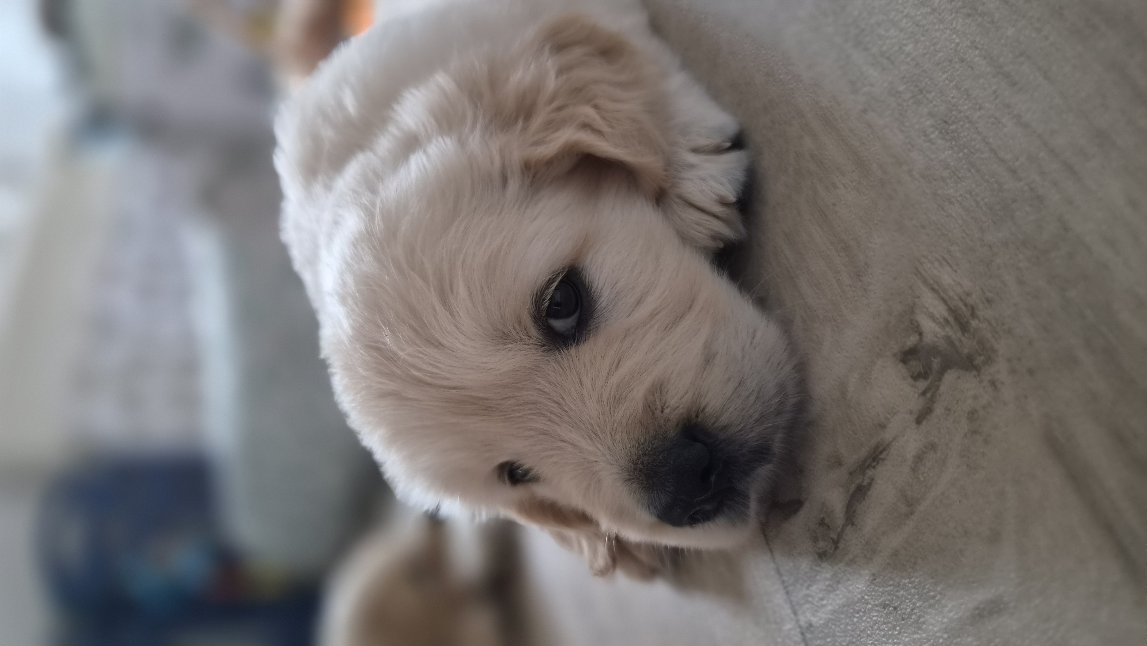 Golden Valley of Peace - Golden Retriever